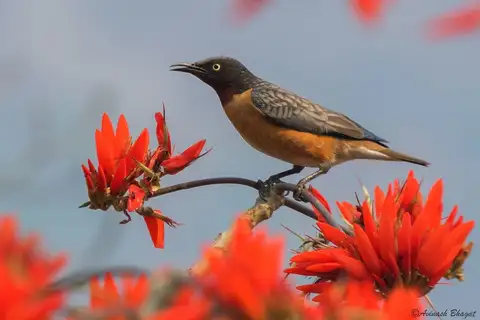Spot-winged Starling