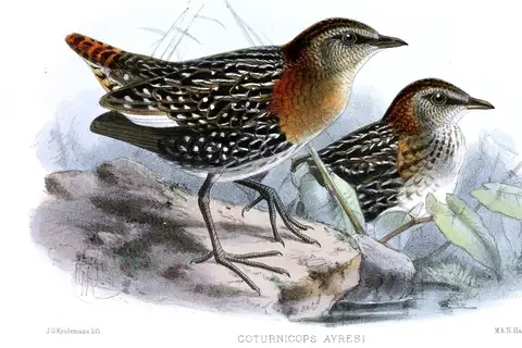 White-winged Flufftail