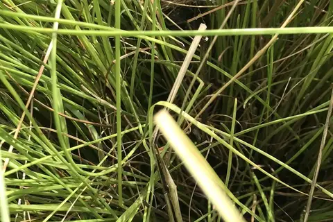Streaky-breasted Flufftail