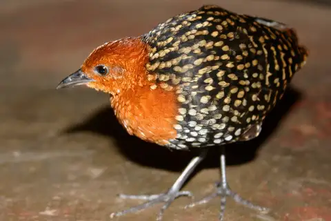 Buff-spotted Flufftail