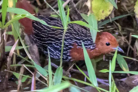 Madagascar Flufftail