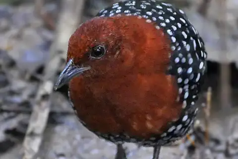 White-spotted Flufftail