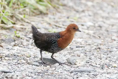 Red-chested Flufftail