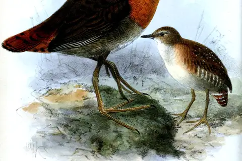 Slender-billed Flufftail