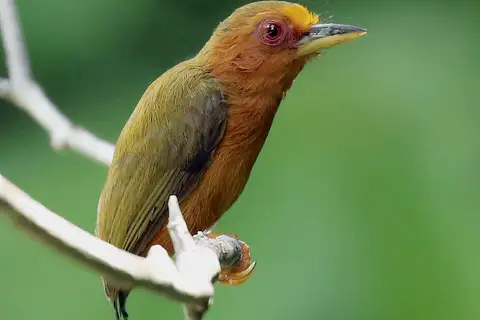 Rufous Piculet