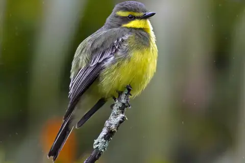 Yellow-browed Tyrant