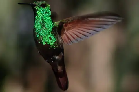 Berylline Hummingbird