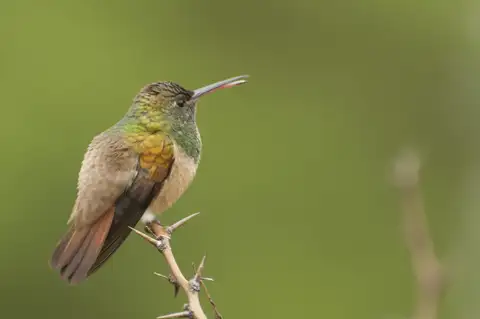 Chestnut-bellied Hummingbird