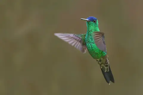 Indigo-capped Hummingbird