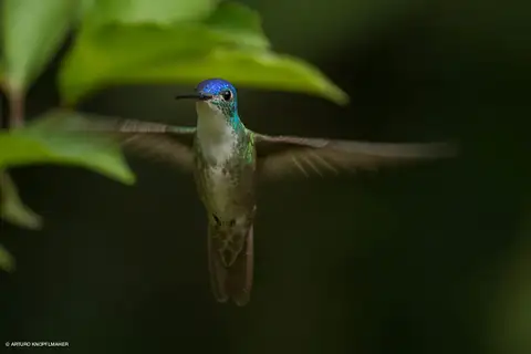Azure-crowned Hummingbird