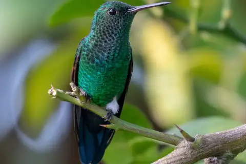 Blue-tailed Hummingbird