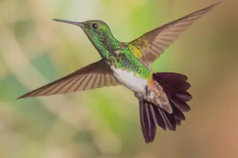Snowy-bellied Hummingbird