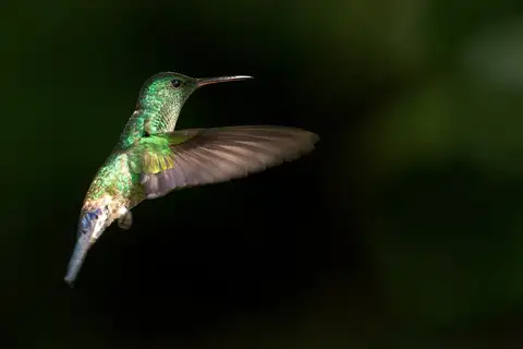 Blue-vented Hummingbird