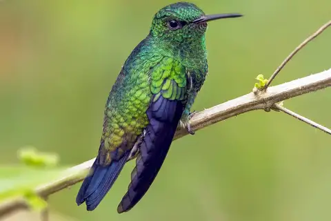Steely-vented Hummingbird
