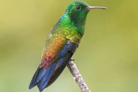 Copper-rumped Hummingbird
