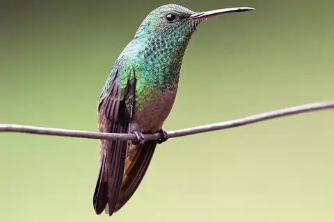 Green-bellied Hummingbird