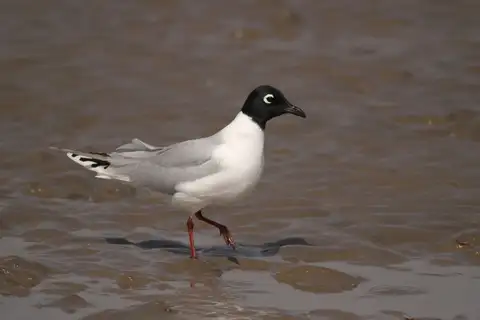 Saunders's Gull