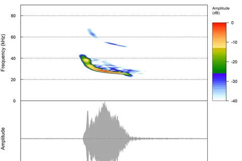 Roberts's flat-headed bat