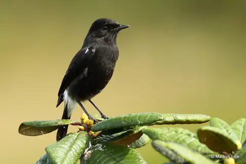 Pied Bush Chat
