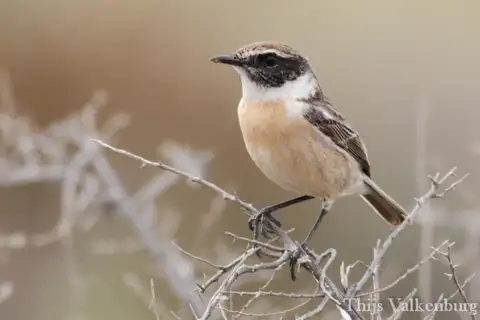 Canary Islands Stonechat