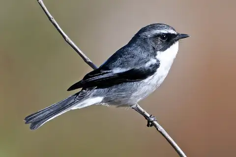 Grey Bush Chat