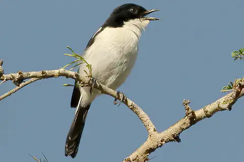 White-bellied Bush Chat