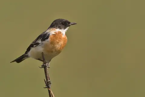 White-throated Bush Chat