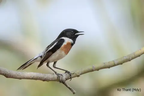 White-tailed Stonechat