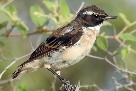 White-browed Bush Chat
