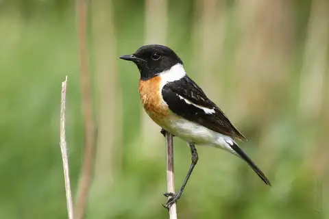 Siberian Stonechat
