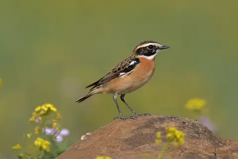 Whinchat