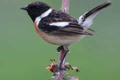 European Stonechat