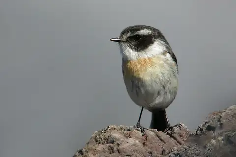 Reunion Stonechat