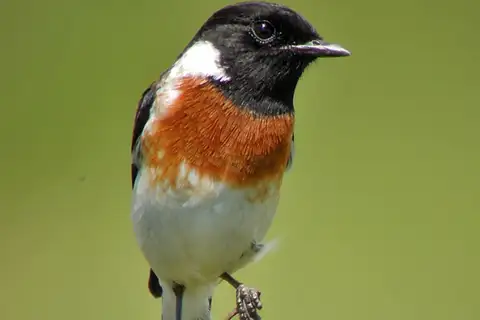 African Stonechat