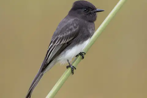 Black Phoebe