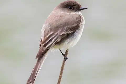 Eastern Phoebe
