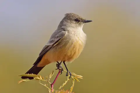 Say's Phoebe