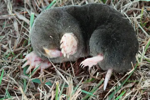 Eastern Mole