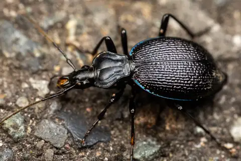 Margined Snail-eating Beetle