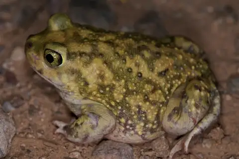 Couch's Spadefoot