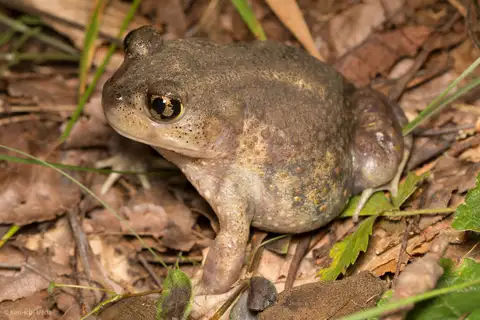 Eastern Spadefoot