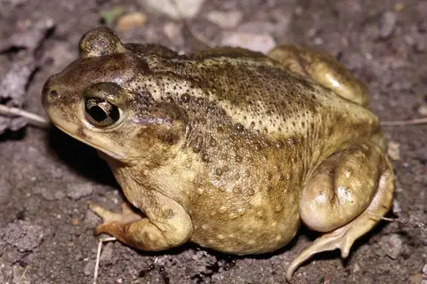 Hurter's Spadefoot