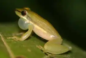 Maracaibo Basin Tree Frog