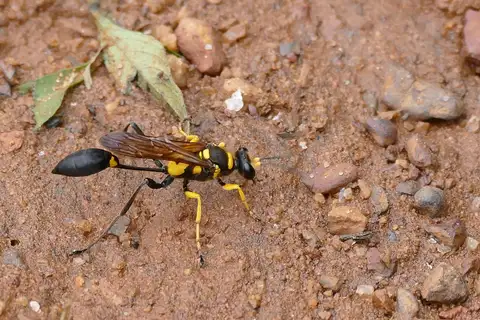 Sceliphron asiaticum