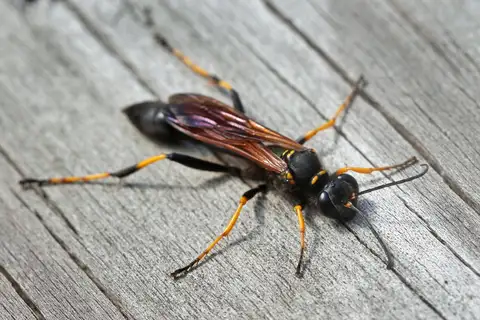 Yellow-legged Mud-dauber Wasp