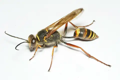 Asian Mud-dauber Wasp