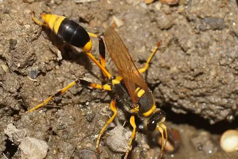 Sceliphron laetum
