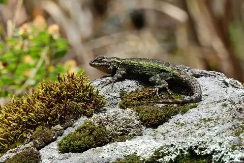 Anahuacan Bunchgrass Lizard