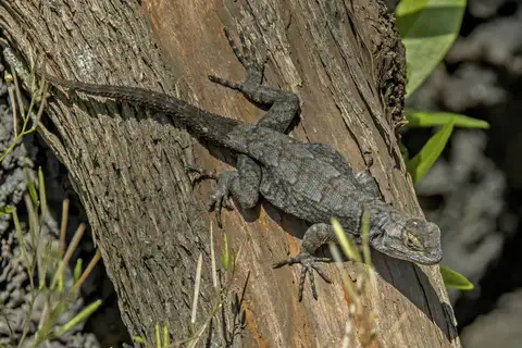 Graphic Spiny Lizard