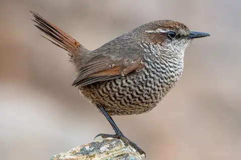 White-throated Tapaculo